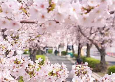 新石川桜並木