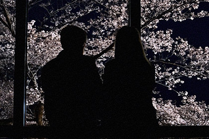 桜