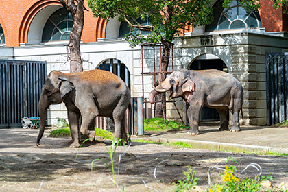 よこはま動物園ズーラシア